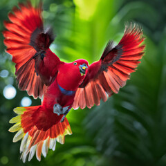 red and yellow macaw © MUHAMMADAYUB