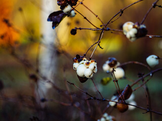 Droplets after rain on snowberry white berries