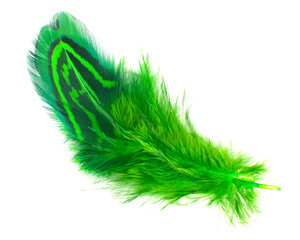Beautiful elegant colorful feather isolated on the white background