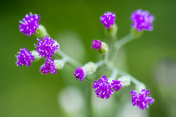 Purple flowers with blurred background.