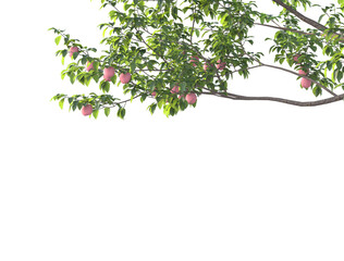Apple tree and apple branch isolated
