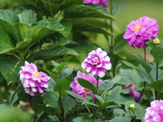 Obraz premium flower blooming in garden and flied in season of love