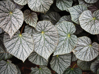Fototapeta na wymiar begonia plants and leafes bueaty abtract style creat by nature 