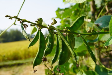 Close up of organic Asparagus bean pod plant, Concept of agriculture at home, organic farm, healthy vegetable food. © Zen Z