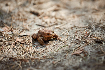 Common European toad on forest ground, cute adult toad in nature waiting for insects for feeding....