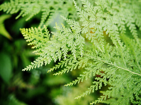 rainforest plants green background specail plants leafes