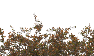 Various types of flowers grass bushes shrub and small plants isolated