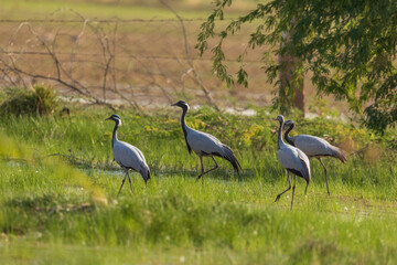 Fototapeta premium Demoiselle crane (Grus virgo) at Desert National Park, Jaisalmer, Rajasthan, India