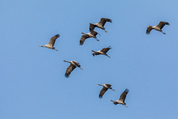Demoiselle crane (Grus virgo) at Desert National Park, Jaisalmer, Rajasthan, India
