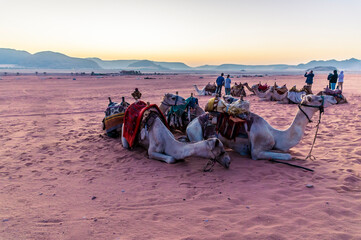A view of camels resting in the desert landscape in Wadi Rum, Jordan just before sunrise in...