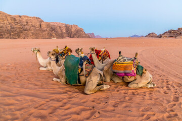 A view of camels illuminated by the light of the sunrise in the desert landscape in Wadi Rum, Jordan in summertime