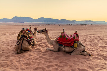 A view of a pair of camels at sunrise in the desert landscape in Wadi Rum, Jordan in summertime