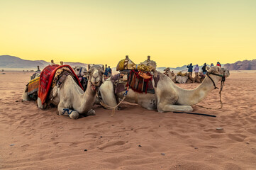 A view of camels and the glow of the sunrise in the desert landscape in Wadi Rum, Jordan in...