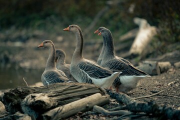 Closeup shot of a flock of gray geese on a lake shore © Cristi Serban/Wirestock Creators