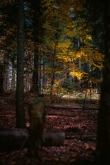 Vertical shot of a beautiful autumn forest with fallen orange red leaves