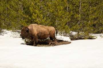 View of a Plains bison standing on the soil surrounded by snow