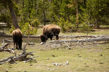 View of Plains bison animals grazing in the greenery on a sunny day