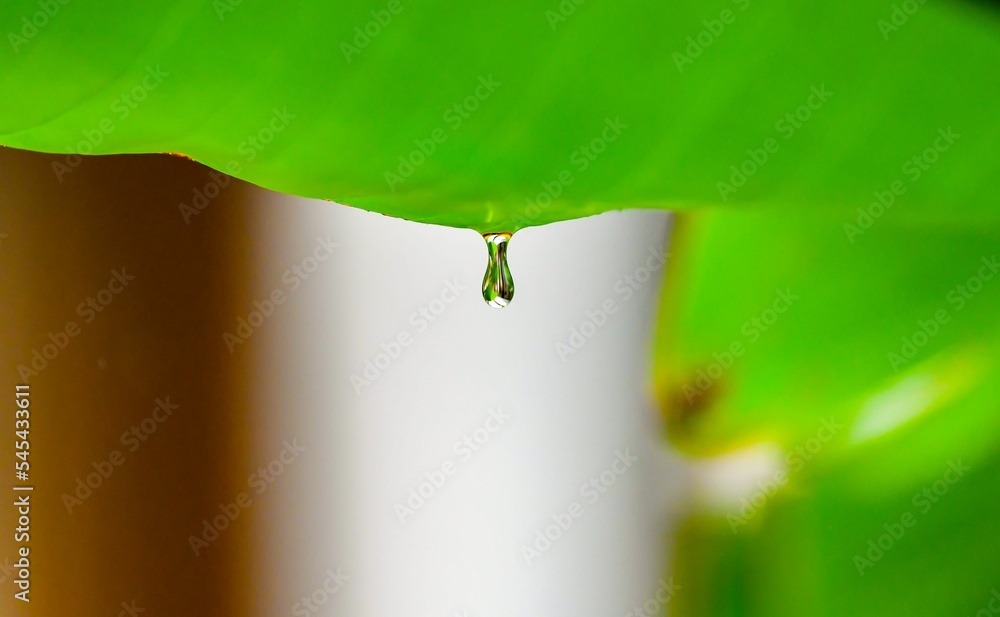 Canvas Prints macro shot of the water droplet dropping from the green background