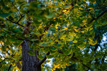 Closeup shot of sunlight on the green leaves hanging from the tree branch