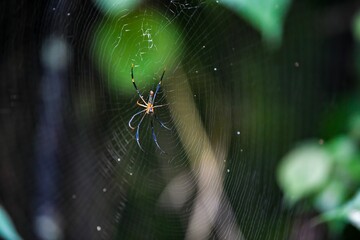 Closeup shot of a spider on the large spider web