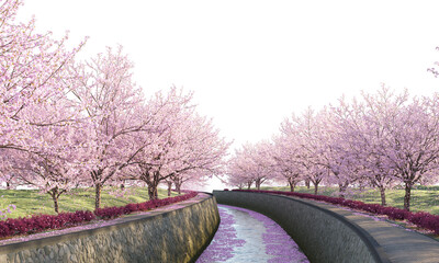 Sakura trees along a river clipping path cherry blossom trees on the river isolated