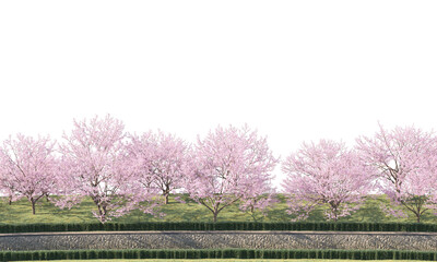 Sakura trees along a river clipping path cherry blossom trees on the river isolated