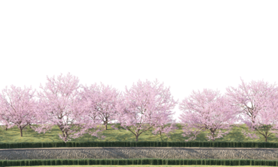 Sakura trees along a river clipping path cherry blossom trees on the river isolated