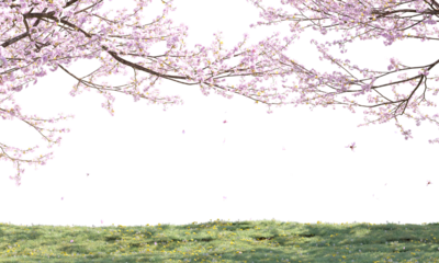 sakura cherry blossom