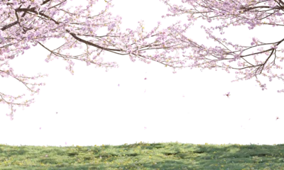 Tuinposter sakura cherry blossom © Poprock3d