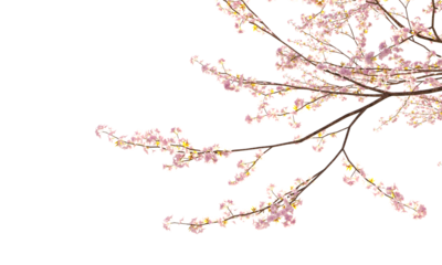 Sakura branches clipping path cherry blossom branches isolated