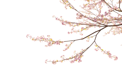 Fotobehang Kersenbloesem Sakura branches clipping path cherry blossom branches isolated  © Poprock3d