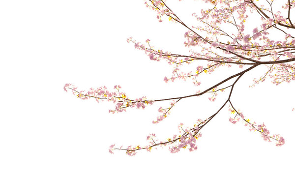 Sakura branches clipping path cherry blossom branches isolated