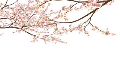 Sakura branches clipping path cherry blossom branches isolated