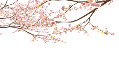 Sakura branches clipping path cherry blossom branches isolated