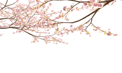 Schilderijen op glas Sakura branches clipping path cherry blossom branches isolated © Poprock3d