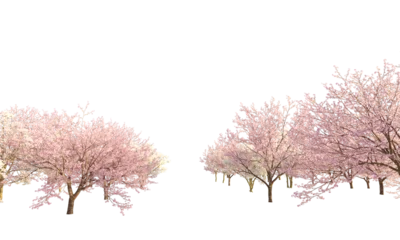 Fotobehang Sakura branches and trees clipping path cherry blossom branches isolated © Poprock3d