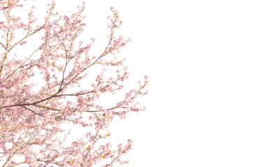 Wandcirkels tuinposter Sakura branches clipping path cherry blossom branches isolated © Poprock3d