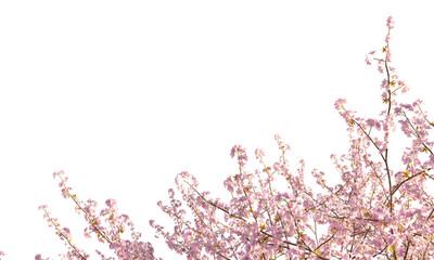 Sakura branches clipping path cherry blossom branches isolated © Poprock3d