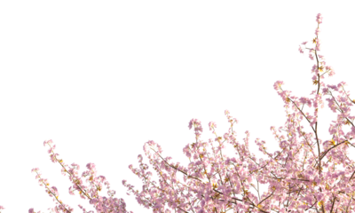 Sakura branches clipping path cherry blossom branches isolated