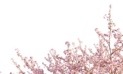 Rolgordijnen Sakura branches clipping path cherry blossom branches isolated © Poprock3d