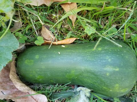 pumpkin in the garden