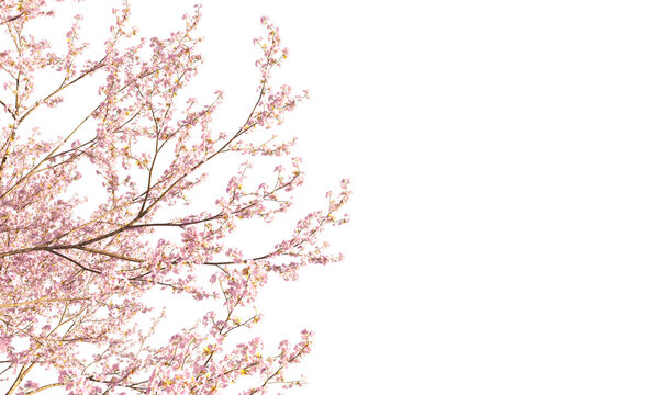 Sakura branches clipping path cherry blossom branches isolated