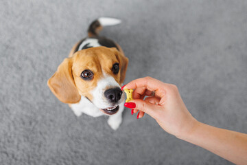 beagle dog training, top view of a thoroughbred dog. the cute pet executes the sit command. dog...