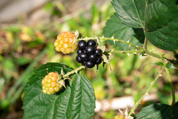 Wild blackberries grow in the yard. 