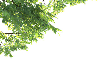 Various types of tree branch plants bushes shrub and and small plants isolated © Poprock3d