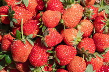 Close-up freshly-picked ripe strawberries from the farm.
