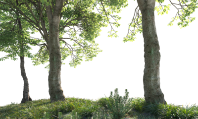 tree trunk in the forest