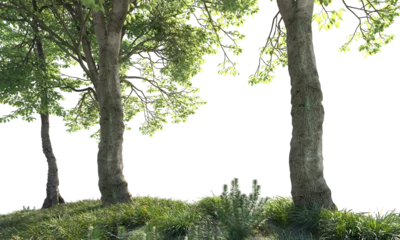 Tuinposter tree trunk in the forest © Poprock3d