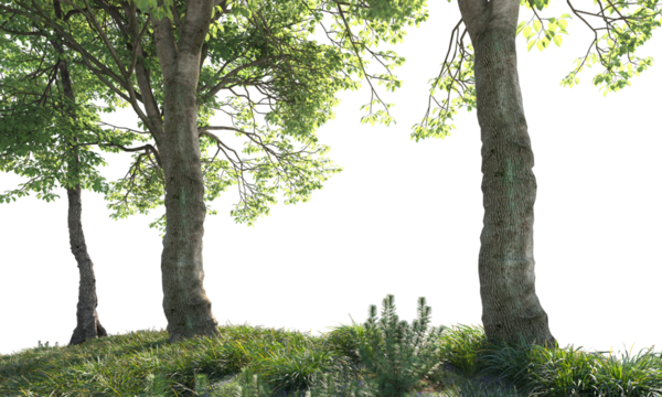 tree trunk in the forest