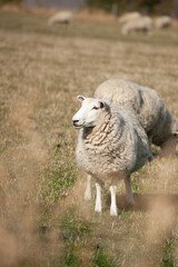 Sheep farm in new zealand